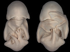 Embryos of the species Molossus rufus (black mastiff bat). Embryos of the species Molossus rufus (black mastiff bat).