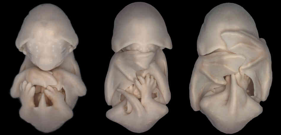 Embryos of the species Molossus rufus (black mastiff bat).
