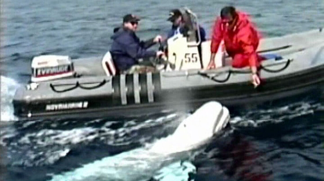 NOC, seen here in an image from an archival video, was recorded in the 1980s making vocalizations that imitated human speech. The findings weren't published until this week.