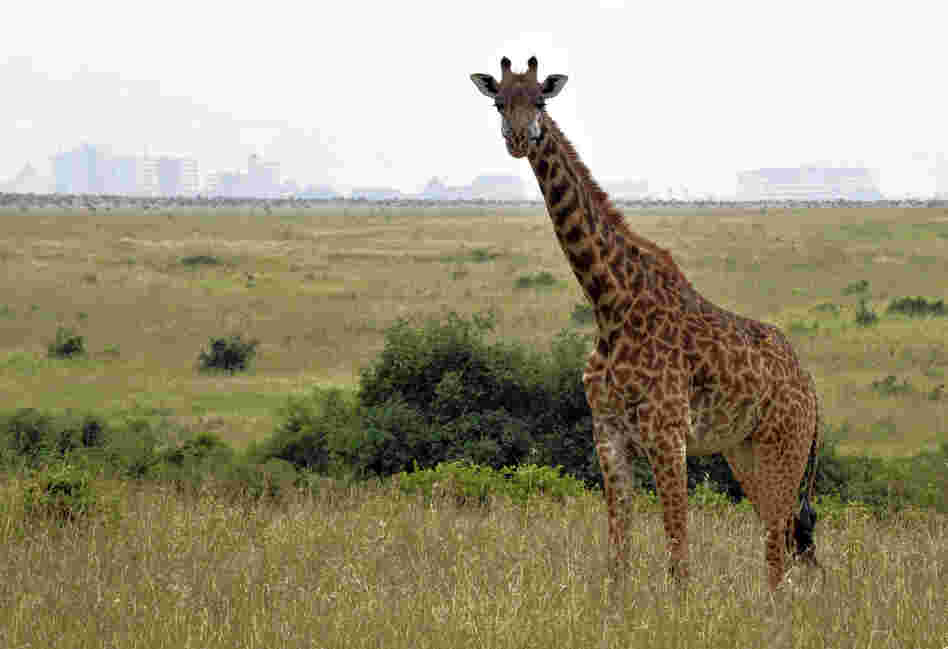 Adaptation or biological imperative?