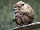 A mother toque macaque, which is a kind of monkey from Ceylon, holds her male baby at Zoo Berlin.