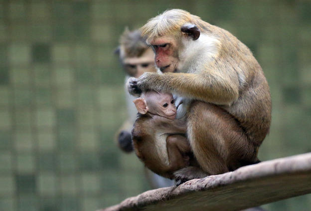A mother toque macaque, which is a kind of monkey from Ceylon, holds her male baby at Zoo Berlin.