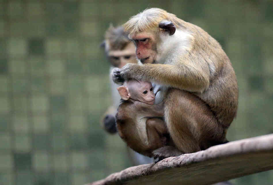 A mother toque macaque, which is a kind of monkey from Ceylon, holds her male baby at Zoo Berlin.