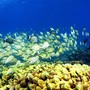 A school of manini fish passes over a coral reef at Hanauma Bay in 2005, in Honolulu. Researchers say schooling behavior like the kind seen in fish helps groups of animals make better decisions than any one member of the group could.
