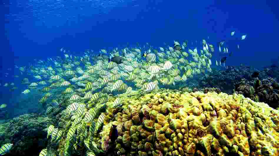 A school of manini fish passes over a coral reef at Hanauma Bay in 2005, in Honolulu. Researchers say schooling behavior like the kind seen in fish helps groups of animals make better decisions than any one member of the group could. A school of manini fish passes over a coral reef at Hanauma Bay in 2005, in Honolulu. Researchers say schooling behavior like the kind seen in fish helps groups of animals make better decisions than any one member of the group could.