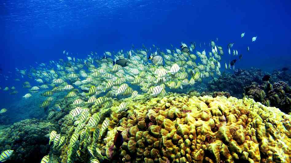 A school of manini fish passes over a coral reef at Hanauma Bay in 2005, in Honolulu. Researchers say schooling behavior like the kind seen in fish helps groups of animals make better decisions than any one member of the group could. A school of manini fish passes over a coral reef at Hanauma Bay in 2005, in Honolulu. Researchers say schooling behavior like the kind seen in fish helps groups of animals make better decisions than any one member of the group could.