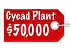 Cycad Plant $50,000