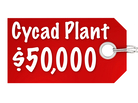 Cycad Plant $50,000 Cycad Plant $50,000