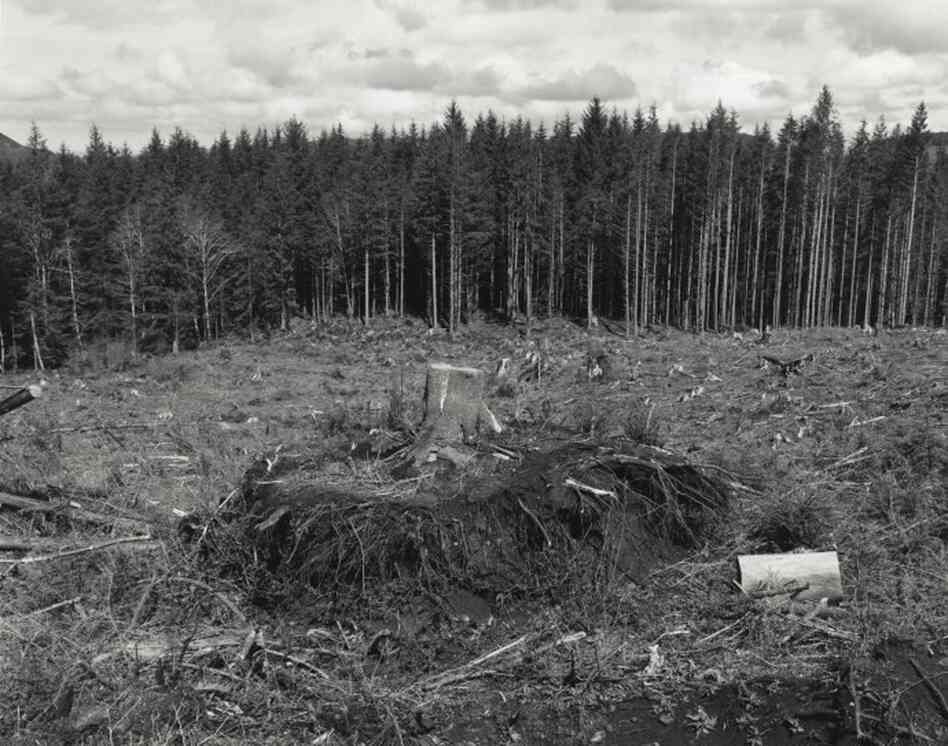 "More than 90 percent of the original forest in the American Northwest has been clear-cut at least once," writes Robert Adams. Clatsop County, Ore. "More than 90 percent of the original forest in the American Northwest has been clear-cut at least once," writes Robert Adams. Clatsop County, Ore.