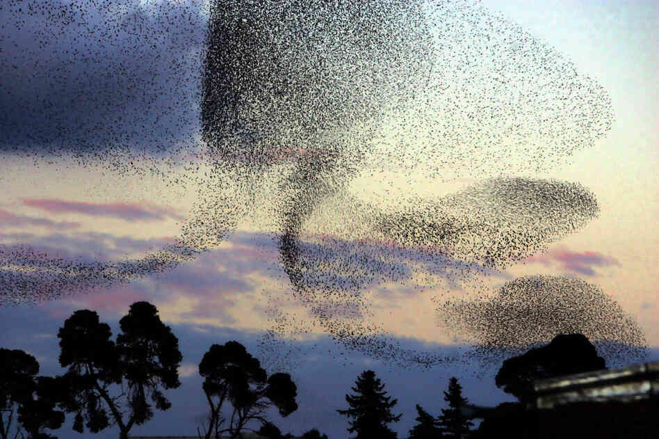 A large flock of starlings flies over a park at sunset in Algiers, Algeria, in 2006. Millions of birds migrate every year, arriving from Europe and crossing into Africa.