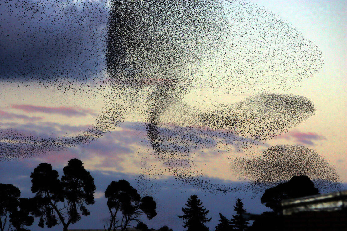 A large flock of starlings flies over a park at sunset in Algiers, Algeria, in 2006. Millions of birds migrate every year, arriving from Europe and crossing into Africa.