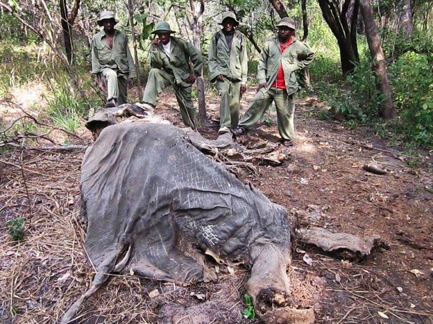 Wildlife rangers in Tanzania came across this elephant that had been killed for its ivory. Tanzania says it wants to prevent the slaughter of elephants, but rangers are poorly paid and are responsible for monitoring vast game reserves in the East African country.