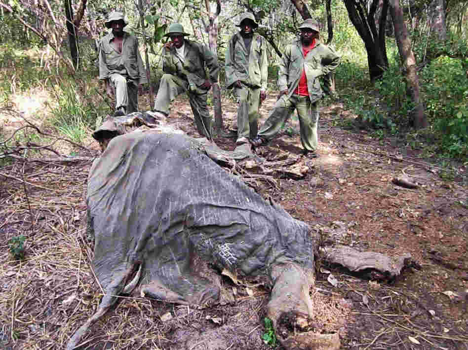 Wildlife rangers in Tanzania came across this elephant that had been killed for its ivory. Tanzania says it wants to prevent the slaughter of elephants, but rangers are poorly paid and are responsible for monitoring vast game reserves in the East African country.