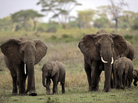 Tanzania has been identified as the leading exporter of illegal ivory in recent years. An estimated 10,000 elephants are being slaughtered in the country annually. Here, elephants walk in the Serengeti National Reserve in northern Tanzania in 2010. Tanzania has been identified as the leading exporter of illegal ivory in recent years. An estimated 10,000 elephants are being slaughtered in the country annually. Here, elephants walk in the Serengeti National Reserve in northern Tanzania in 2010.