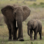 Tanzania has been identified as the leading exporter of illegal ivory in recent years. An estimated 10,000 elephants are being slaughtered in the country annually. Here, elephants walk in the Serengeti National Reserve in northern Tanzania in 2010. Tanzania has been identified as the leading exporter of illegal ivory in recent years. An estimated 10,000 elephants are being slaughtered in the country annually. Here, elephants walk in the Serengeti National Reserve in northern Tanzania in 2010.