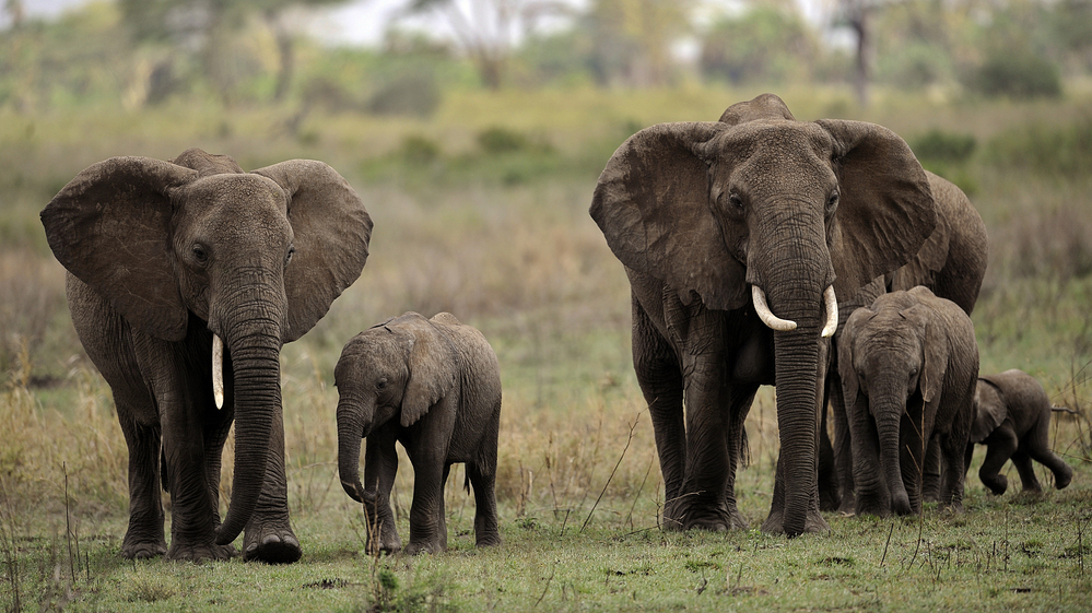 Tanzania has been identified as the leading exporter of illegal ivory in recent years. An estimated 10,000 elephants are being slaughtered in the country annually. Here, elephants walk in the Serengeti National Reserve in northern Tanzania in 2010.