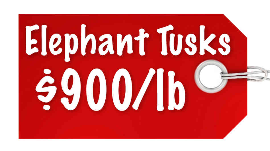 Elephant Tusks $900/lb Elephant Tusks $900/lb