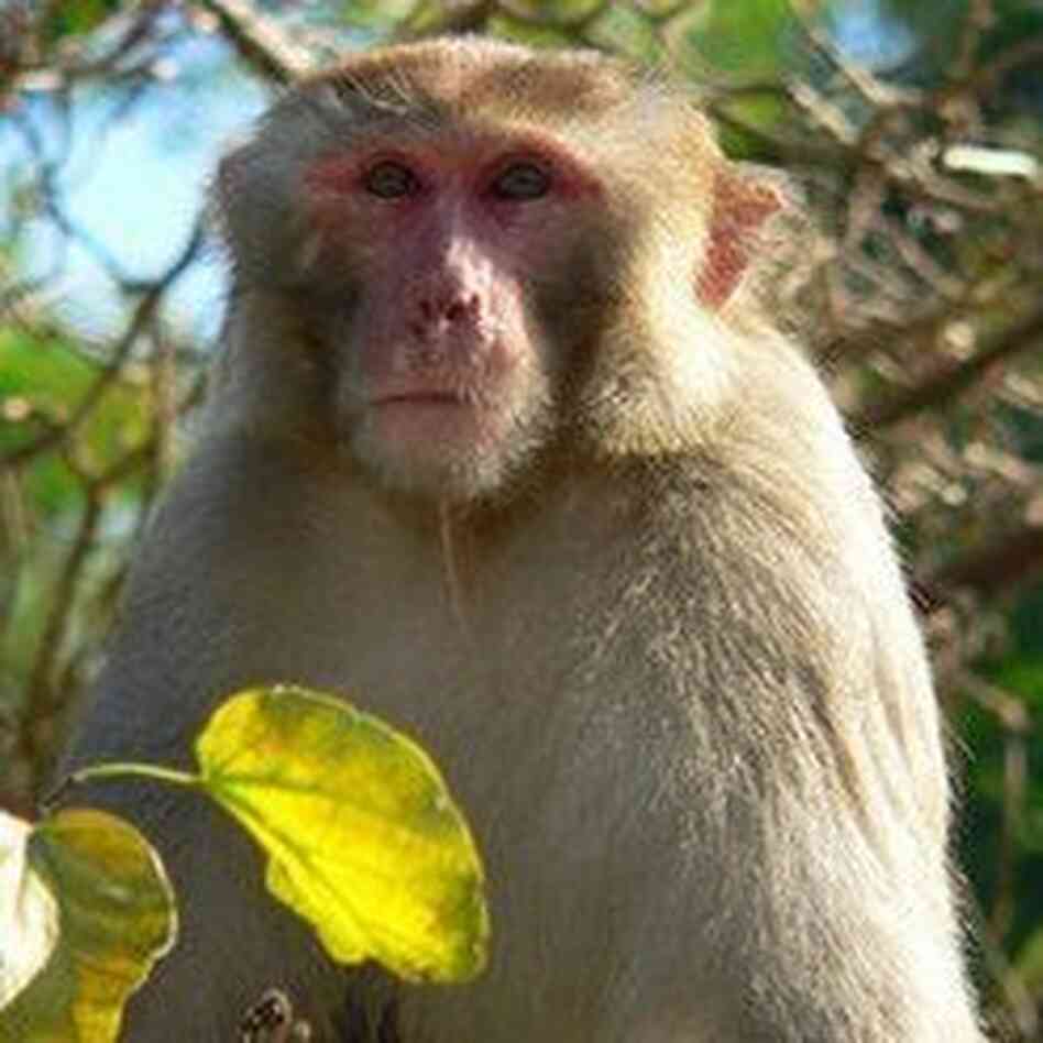 The "mystery monkey," now known as Cornelius, while he was on the loose in 2010. The "mystery monkey," now known as Cornelius, while he was on the loose in 2010.