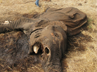 Poaching is rife in Tanzania game reserves. This elephant was killed, and its tusks taken, at the Lake Chala Safari Camp, a small, private reserve near Mount Kilimanjaro in northern Tanzania. Poaching is rife in Tanzania game reserves. This elephant was killed, and its tusks taken, at the Lake Chala Safari Camp, a small, private reserve near Mount Kilimanjaro in northern Tanzania.