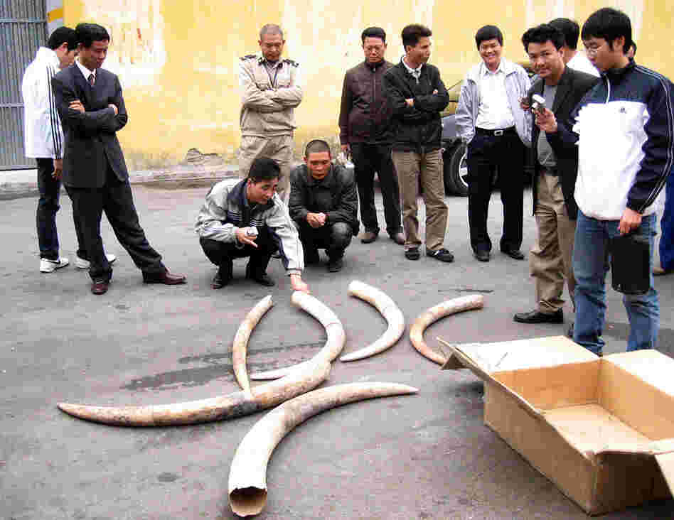 Asian demand for ivory fuels the illegal poaching of elephants in Africa. A leading source of ivory is Tanzania, including these tusks confiscated in 2009 in Haiphong, Vietnam.