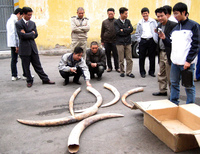 Asian demand for ivory fuels the illegal poaching of elephants in Africa. A leading source of ivory is Tanzania, including these tusks confiscated in 2009 in Haiphong, Vietnam.
