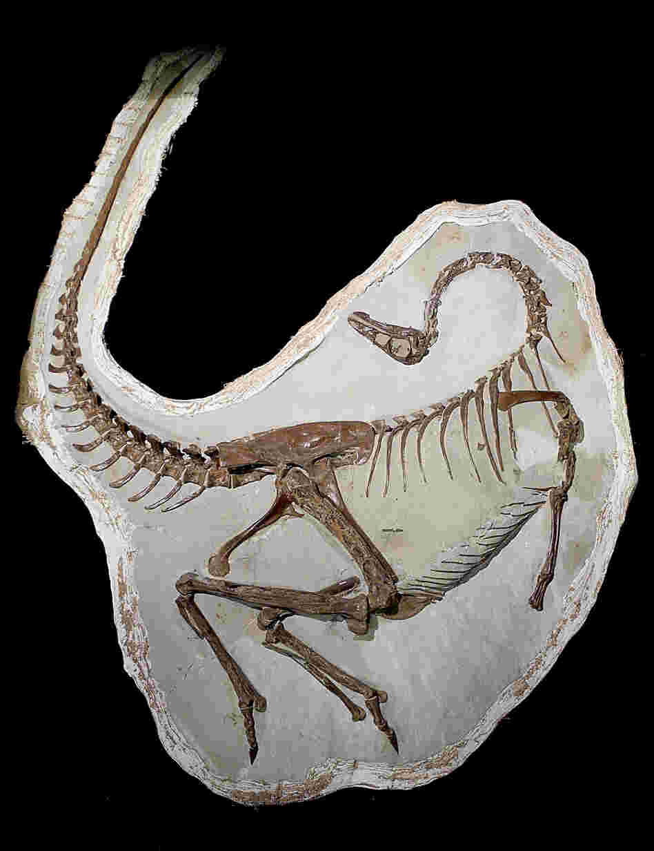 This skeleton of an ornithomimid dinosaur preserves evidence of fossil feathers. Researchers think the feathers were used as a sexual display.