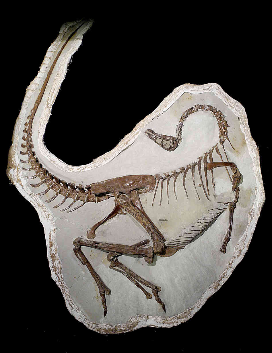 This skeleton of an ornithomimid dinosaur preserves evidence of fossil feathers. Researchers think the feathers were used as a sexual display.