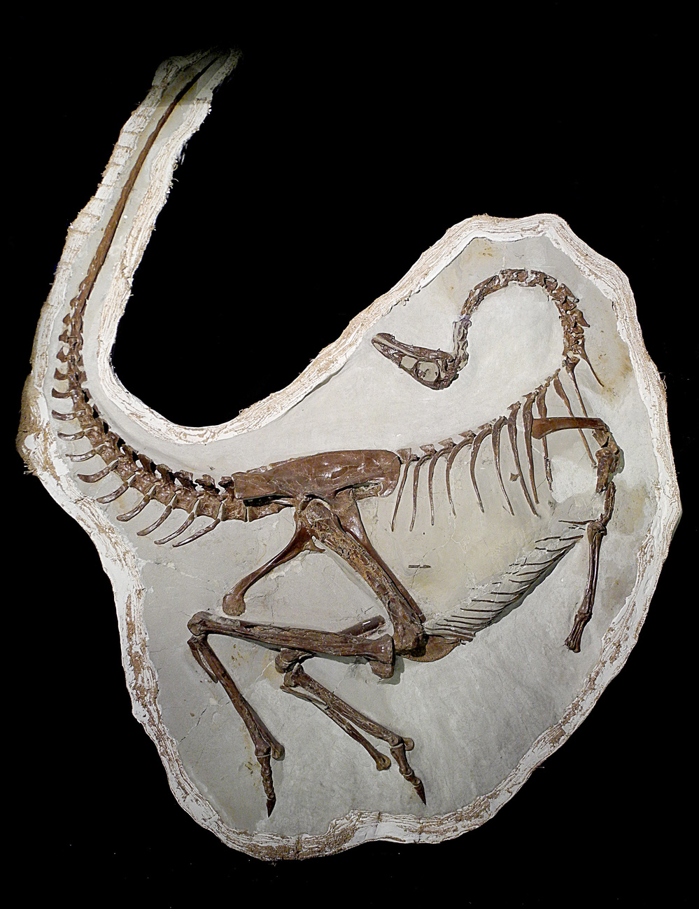 This skeleton of an ornithomimid dinosaur preserves evidence of fossil feathers. Researchers think the feathers were used as a sexual display.
