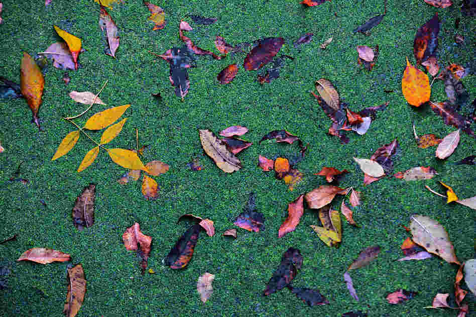 Maintaining the mill, pond and dam has been a joy, and a struggle. On the mill pond outside of Zerwekh's home, fallen leaves rest on a soft crust of algae pond scum. Maintaining the mill, pond and dam has been a joy, and a struggle. On the mill pond outside of Zerwekh's home, fallen leaves rest on a soft crust of algae pond scum.