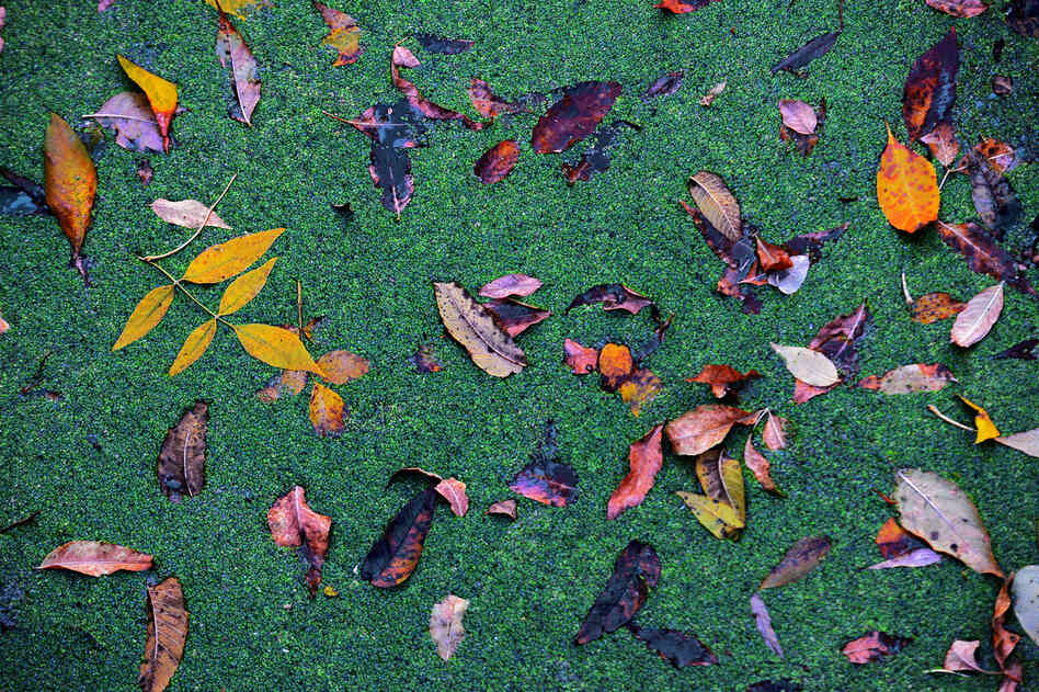 Maintaining the mill, pond and dam has been a joy, and a struggle. On the mill pond outside of Zerwekh's home, fallen leaves rest on a soft crust of algae pond scum.
