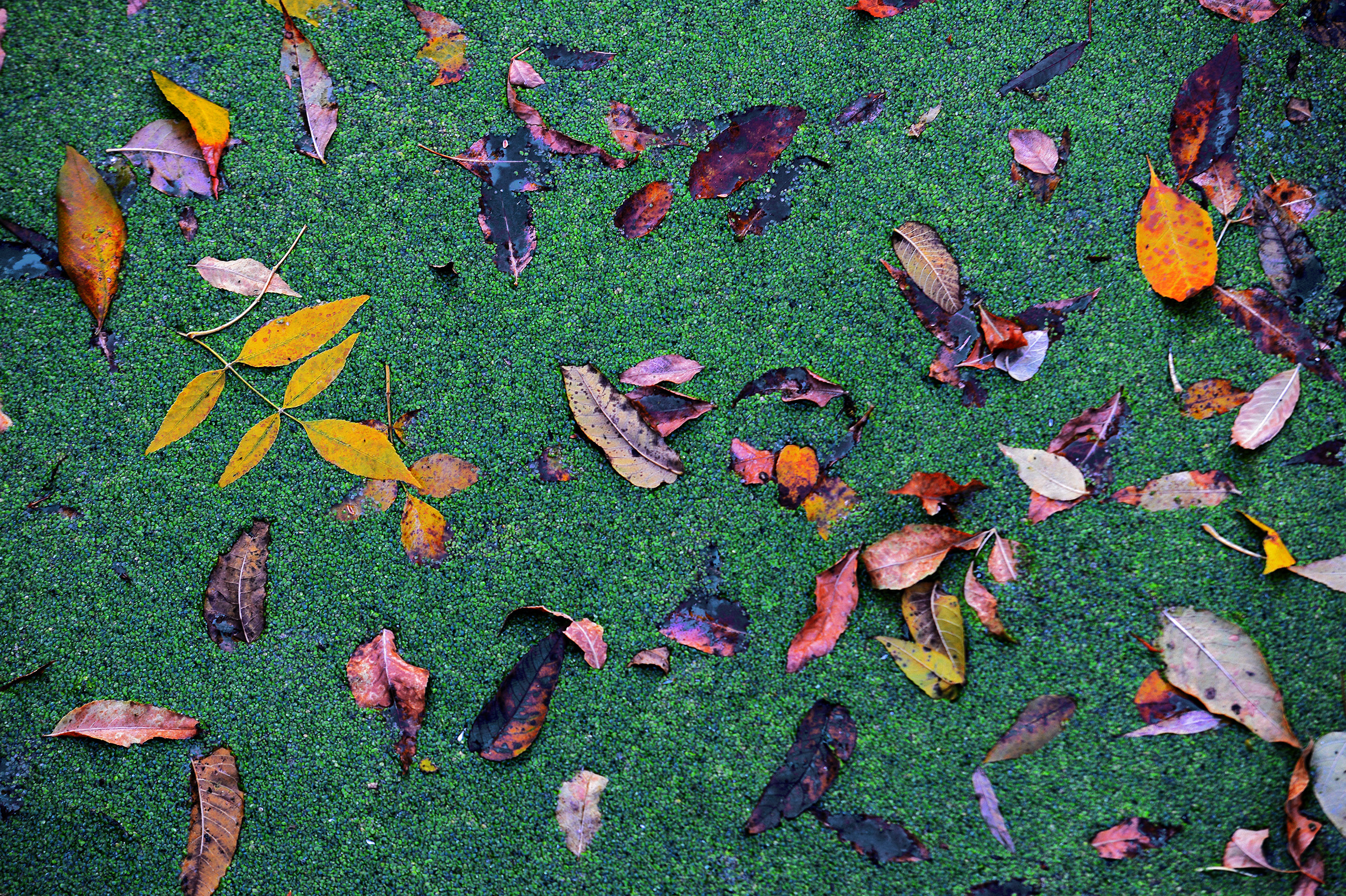 Maintaining the mill, pond and dam has been a joy, and a struggle. On the mill pond outside of Zerwekh's home, fallen leaves rest on a soft crust of algae pond scum.