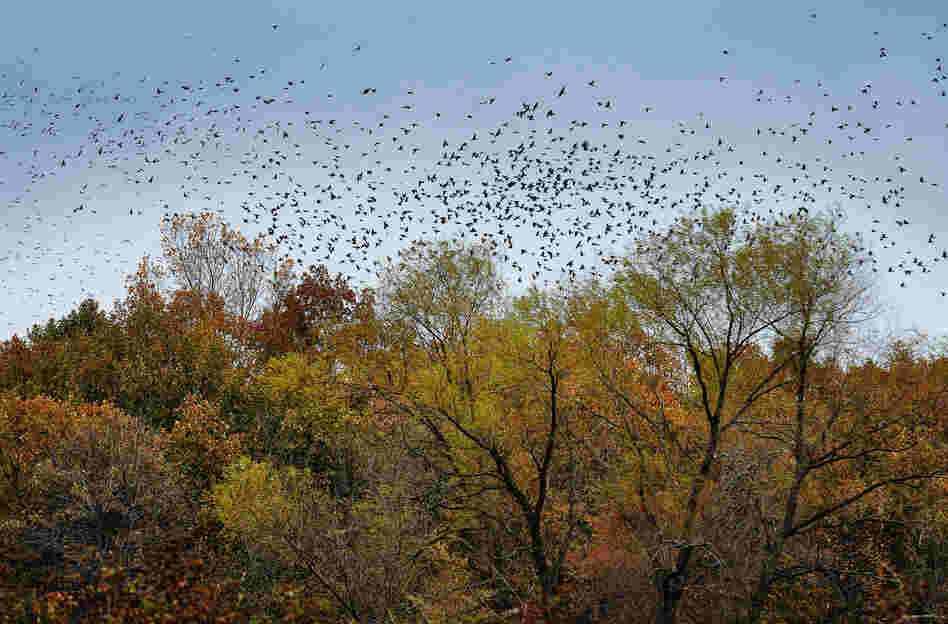 The Ho-Chunk Indians still consider the river to be sacred, and it's easy to feel that calm, floating along the Bark. The Ho-Chunk Indians still consider the river to be sacred, and it's easy to feel that calm, floating along the Bark.