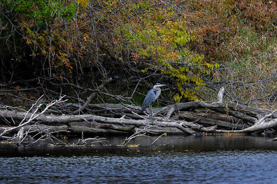 The Bark winds through southeastern Wisconsin's "Kettle Moraine" — small hills called drumlins and deep glacial lakes known as kettles. It's part of the Mississippi watershed.