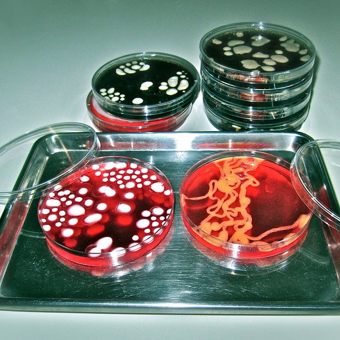 Bacterial 'Jelly' with a Kick: Jello cocktails depicting bacterial sample smears in laboratory petri dishes from the Conjurer's Kitchen.