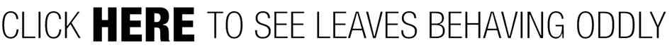 CLICK HERE TO SEE LEAVES BEHAVING ODDLY