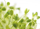 Red clover sprouts are pretty, but they and other sprouts have been linked to too much foodborne illness for major grocers to continue carrying them. Red clover sprouts are pretty, but they and other sprouts have been linked to too much foodborne illness for major grocers to continue carrying them.