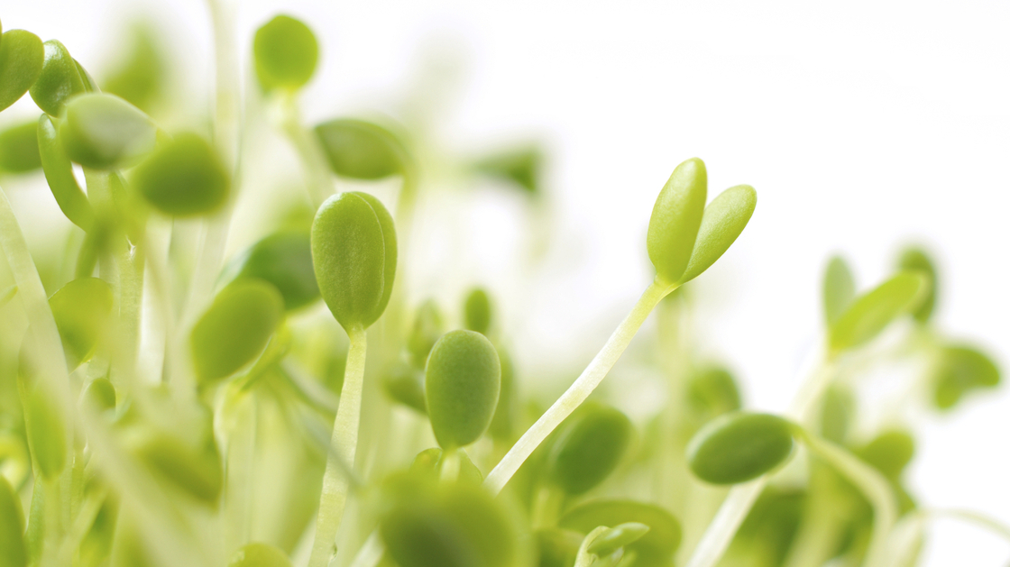Red clover sprouts are pretty, but they and other sprouts have been linked to too much foodborne illness for major grocers to continue carrying them.