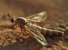 A midas fly touches down on the sands of the desert in the United Arab Emirates. A lake in the area has brought new forms of wildlife, but some scientists are concerned it could harm the habitat of the midas fly. A midas fly touches down on the sands of the desert in the United Arab Emirates. A lake in the area has brought new forms of wildlife, but some scientists are concerned it could harm the habitat of the midas fly.