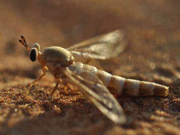 A midas fly touches down on the sands of the desert in the United Arab Emirates. A lake in the area has brought new forms of wildlife, but some scientists are concerned it could harm the habitat of the midas fly.