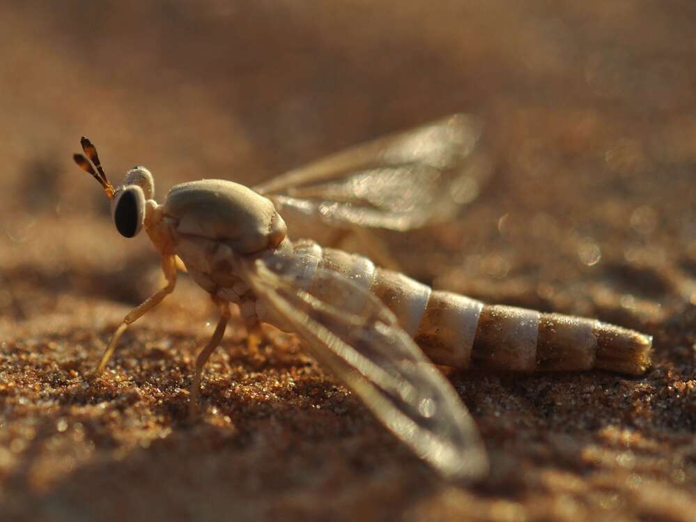 A midas fly touches down on the sands of the desert in the United Arab Emirates. A lake in the area has brought new forms of wildlife, but some scientists are concerned it could harm the habitat of the midas fly.