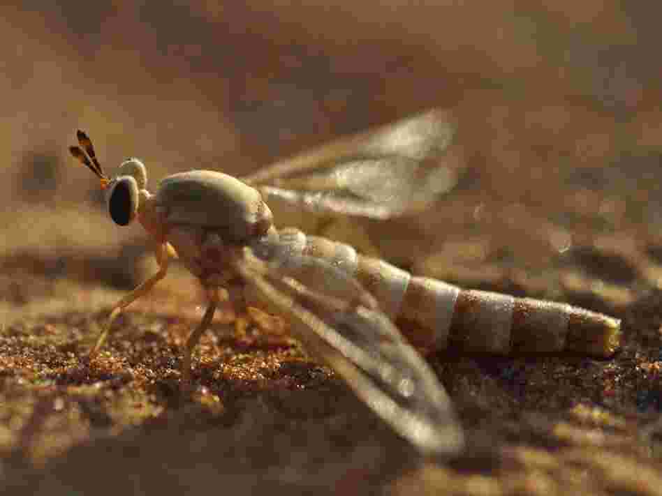 A midas fly touches down on the sands of the desert in the United Arab Emirates. A lake in the area has brought new forms of wildlife, but some scientists are concerned it could harm the habitat of the midas fly.