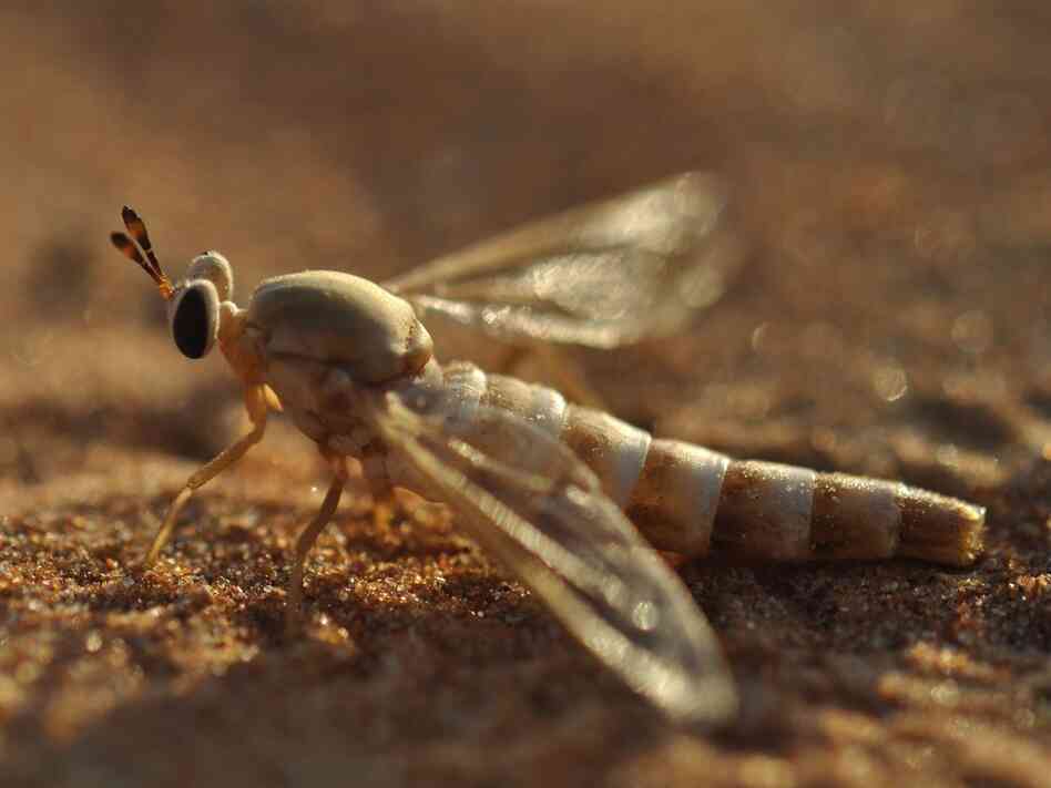 A midas fly touches down on the sands of the desert in the United Arab Emirates. A lake in the area has brought new forms of wildlife, but some scientists are concerned it could harm the habitat of the midas fly.