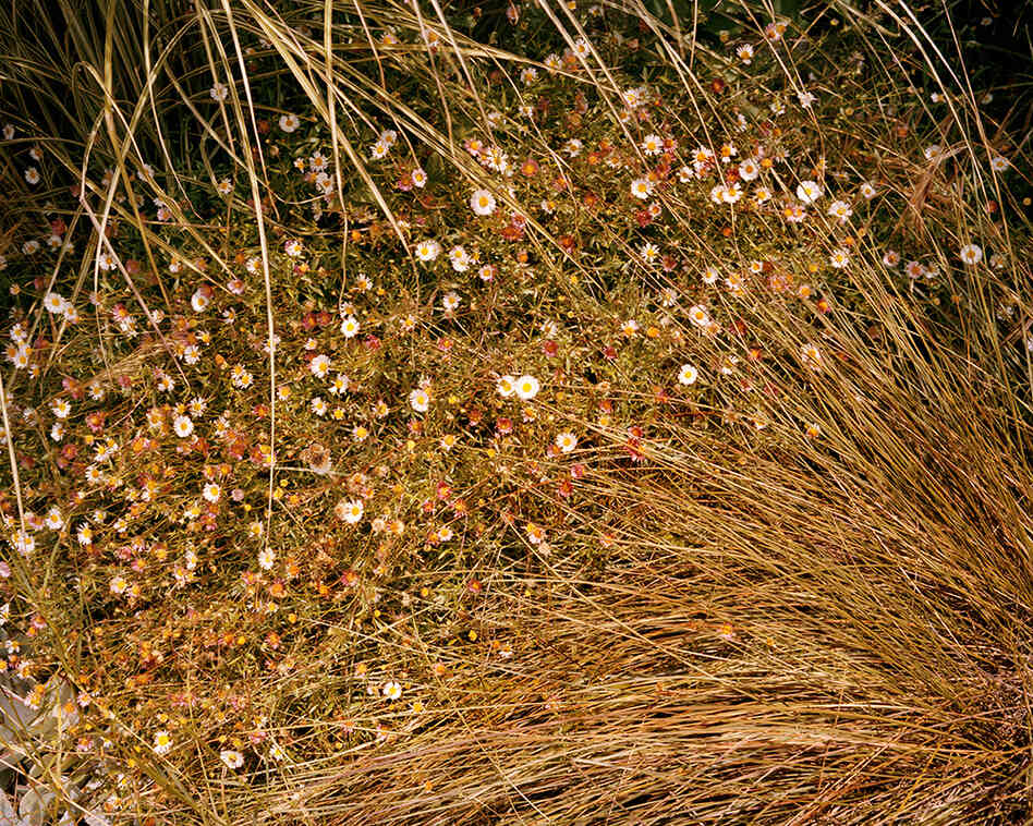 Flower Patch