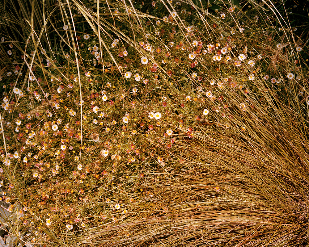 <em>Flower Patch</em><em></em>