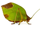 Mimetica Mimetica