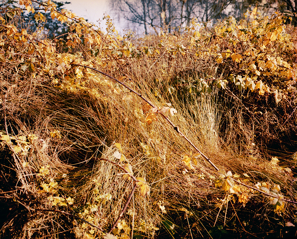<em>Spirals</em>