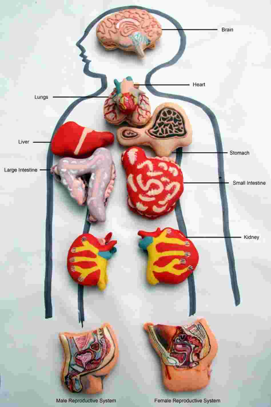 Operation!: Just like in the popular children's game, this set of macaroons by cakemaker Miss Insomnia Tulip look like realistic human organs. 