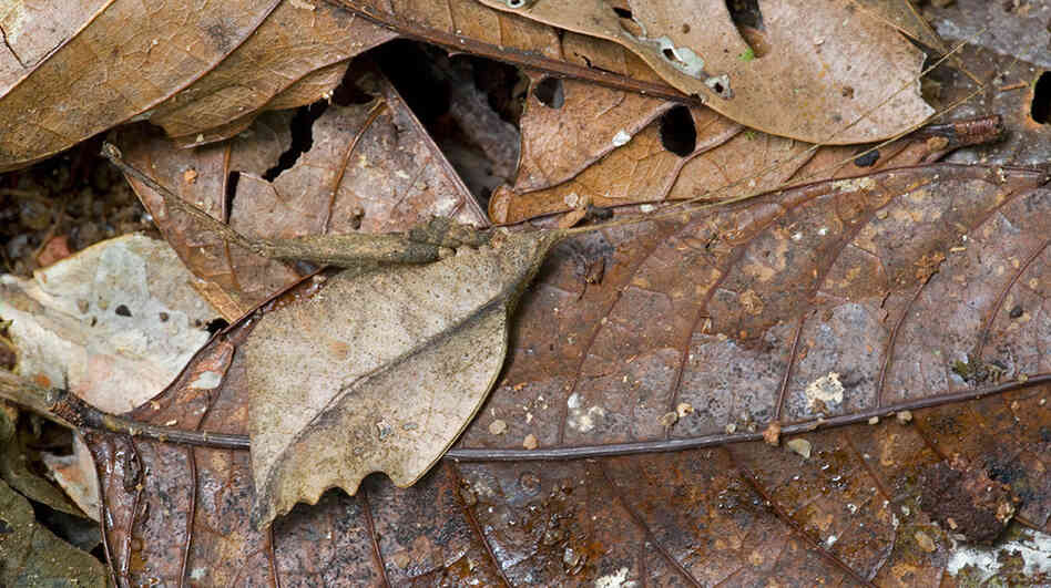 Typophyllum erosum