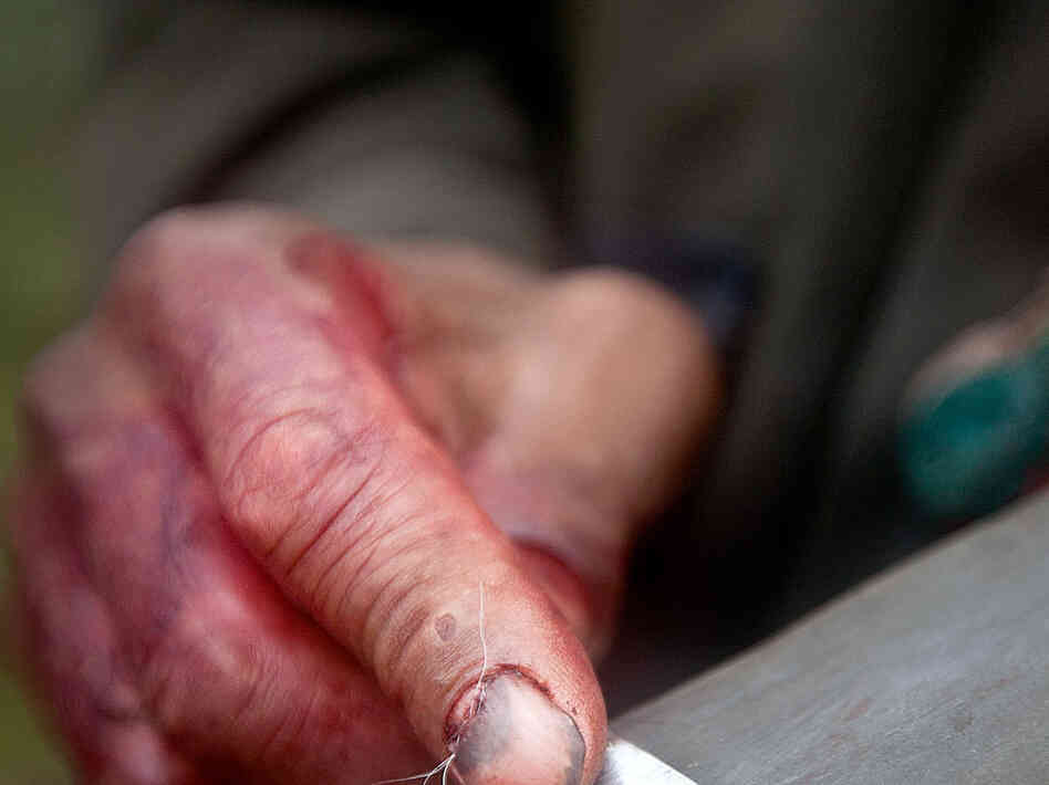 A man the locals call "doctor" sharpens the blade which he will use to cut the throat of a yak.