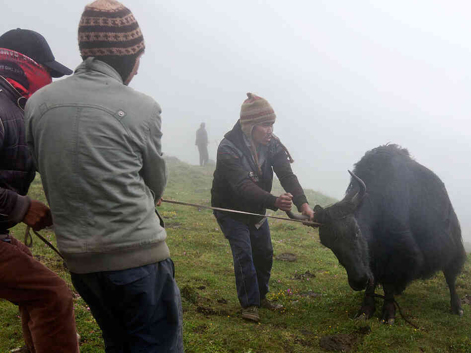 Men struggle with a yak before he is bled. About five yaks are caught each morning during the festival. Each yak supplies about 15 glasses of blood.